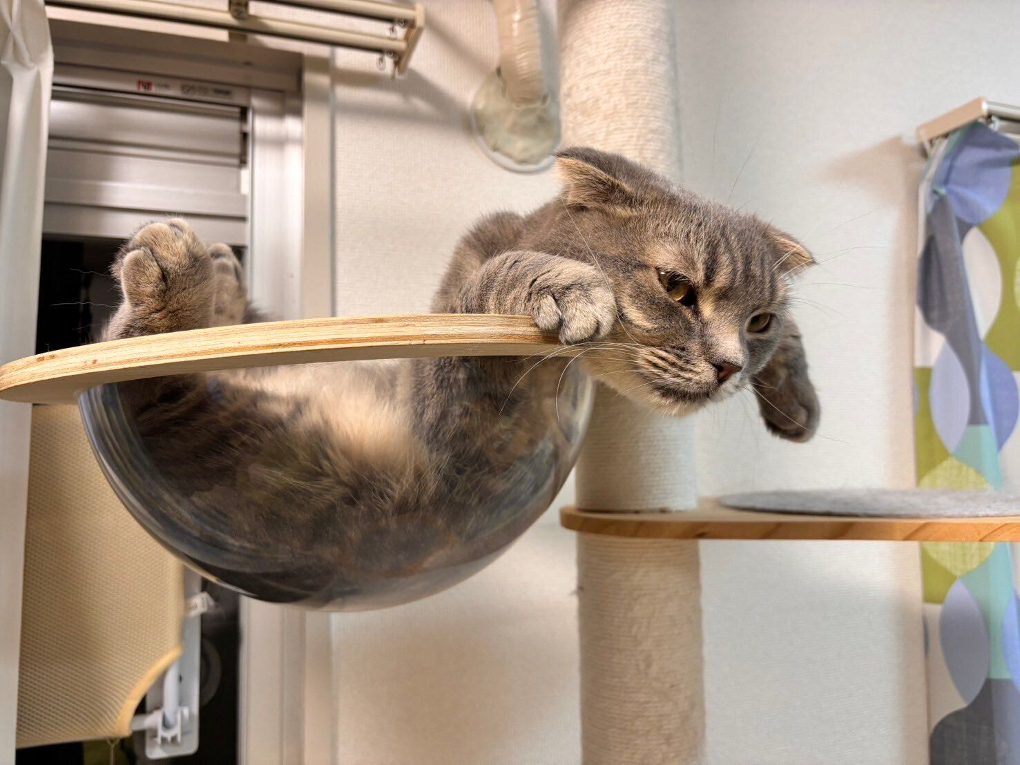 透明のボウルでくつろいでいるスコティッシュフォールド