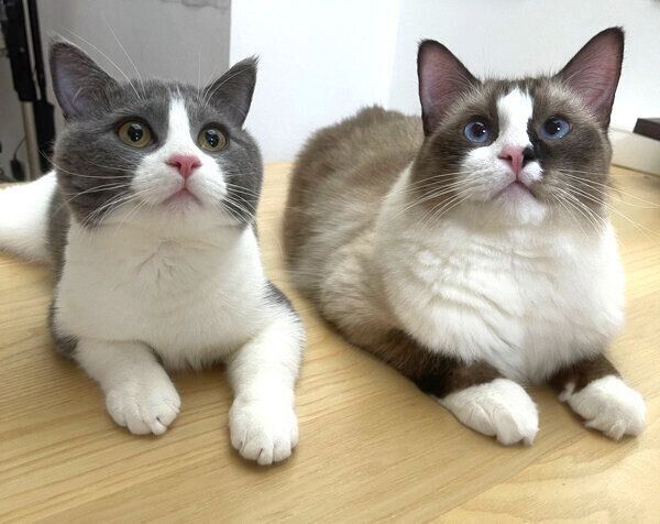 寄り添うまるくん、コテツくん