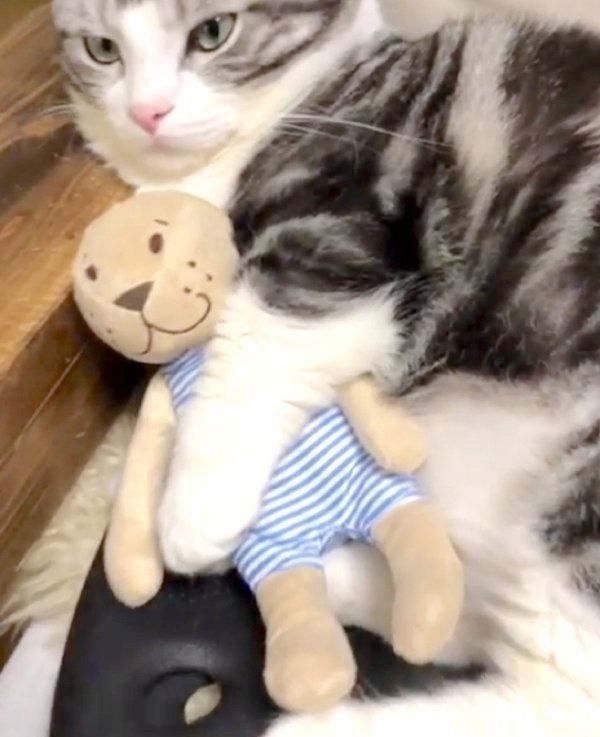 ぬいぐるみを抱えるマンチカン