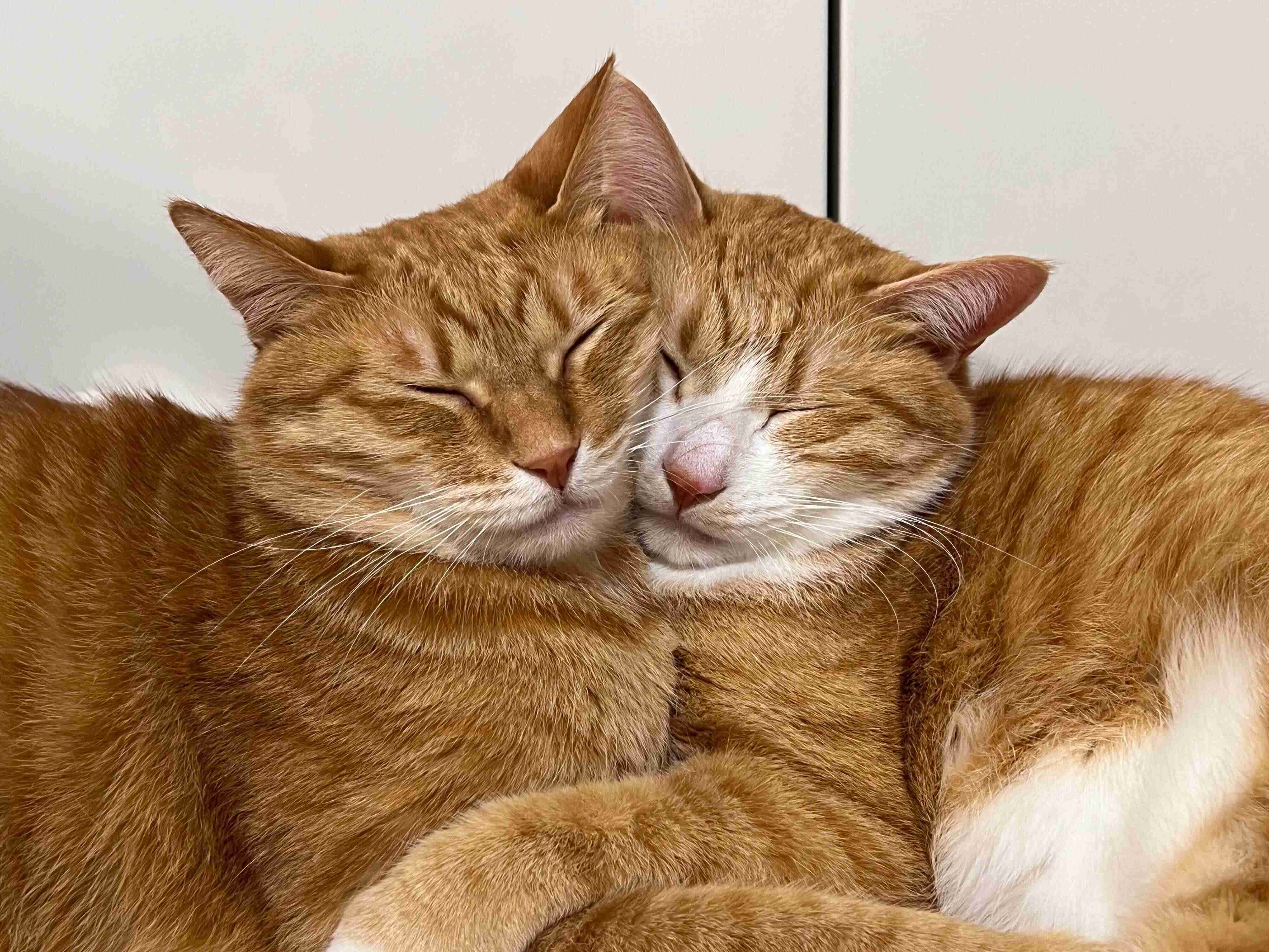 顔をくっつけるクウちゃん、カイちゃん