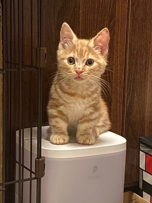 飼い主を見る猫