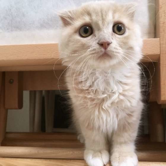  テオくん スコティッシュフォールド・ロングヘア