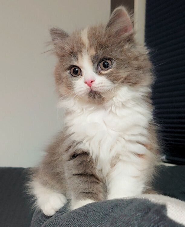 サイベリアンの子猫