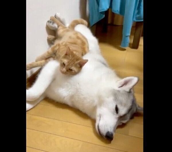 ユキちゃんの上に乗るレンちゃん