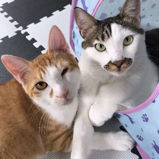 猫がウインクするのはナゼ その気持ちを解説 ねこのきもちweb Magazine