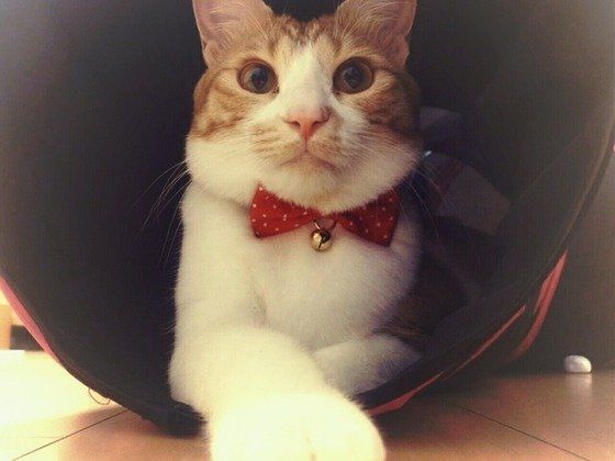 トンネルに入るMIX猫