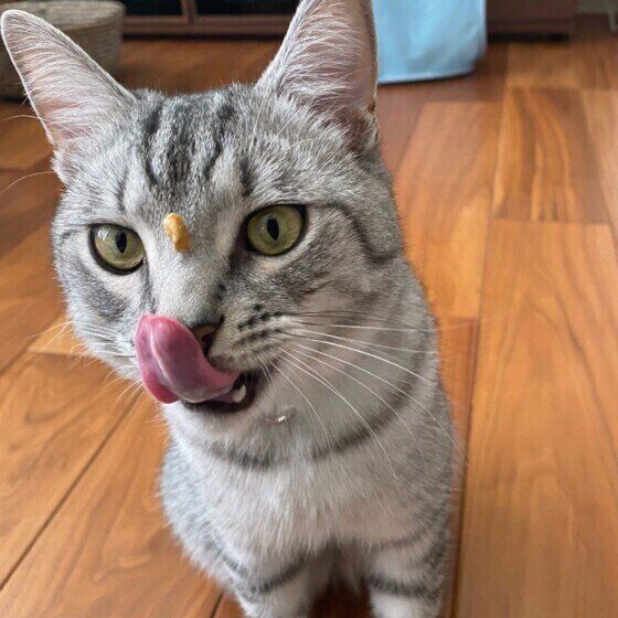 ごはんを食べるマンチカン