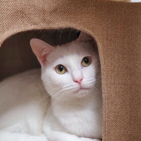 猫が嫌がる生活音を調査 掃除機の音のほか意外な音も 嫌がる猫への対策は ねこのきもちweb Magazine