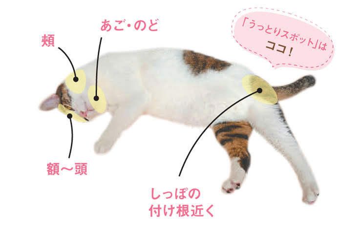 うっとりスポット