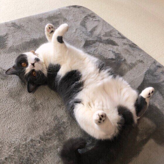 お腹を見せる花ちゃん