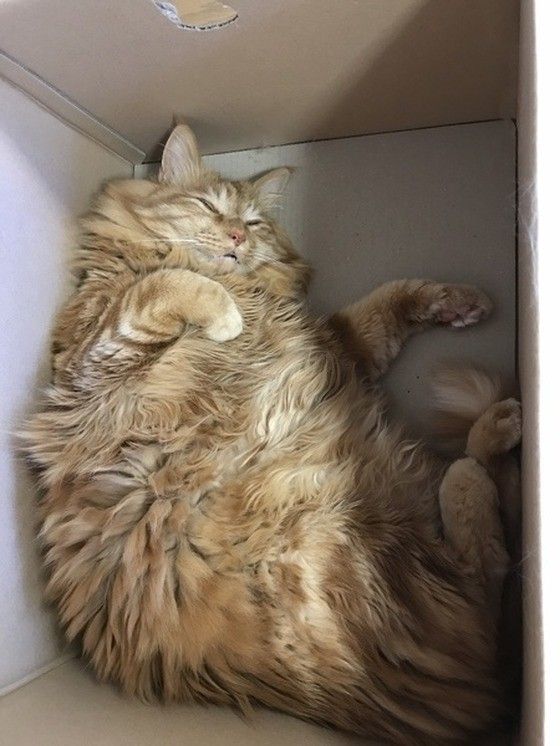 箱の中で眠るメインクーン