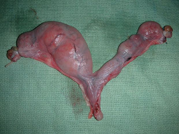 写真提供／小島動物病院　アニマルウェルネスセンター