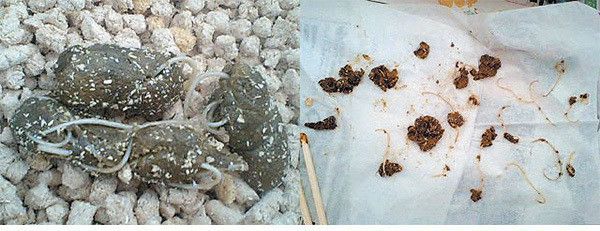ウンチの中の回虫