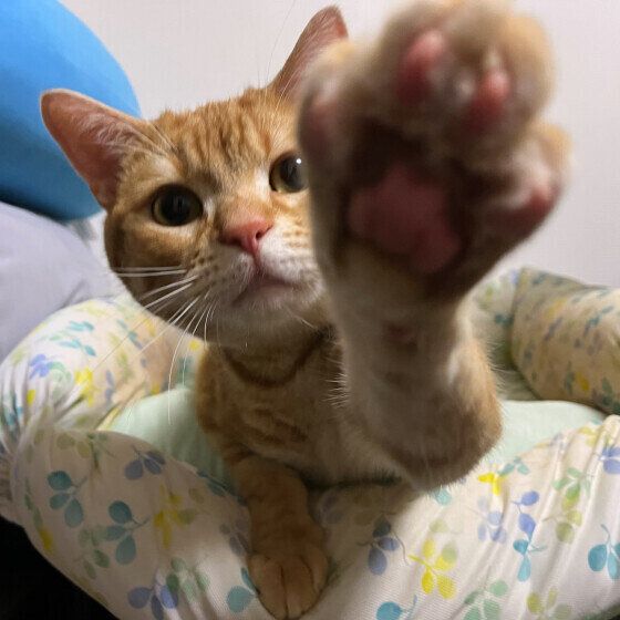 アメリカンショートヘアの一番くん