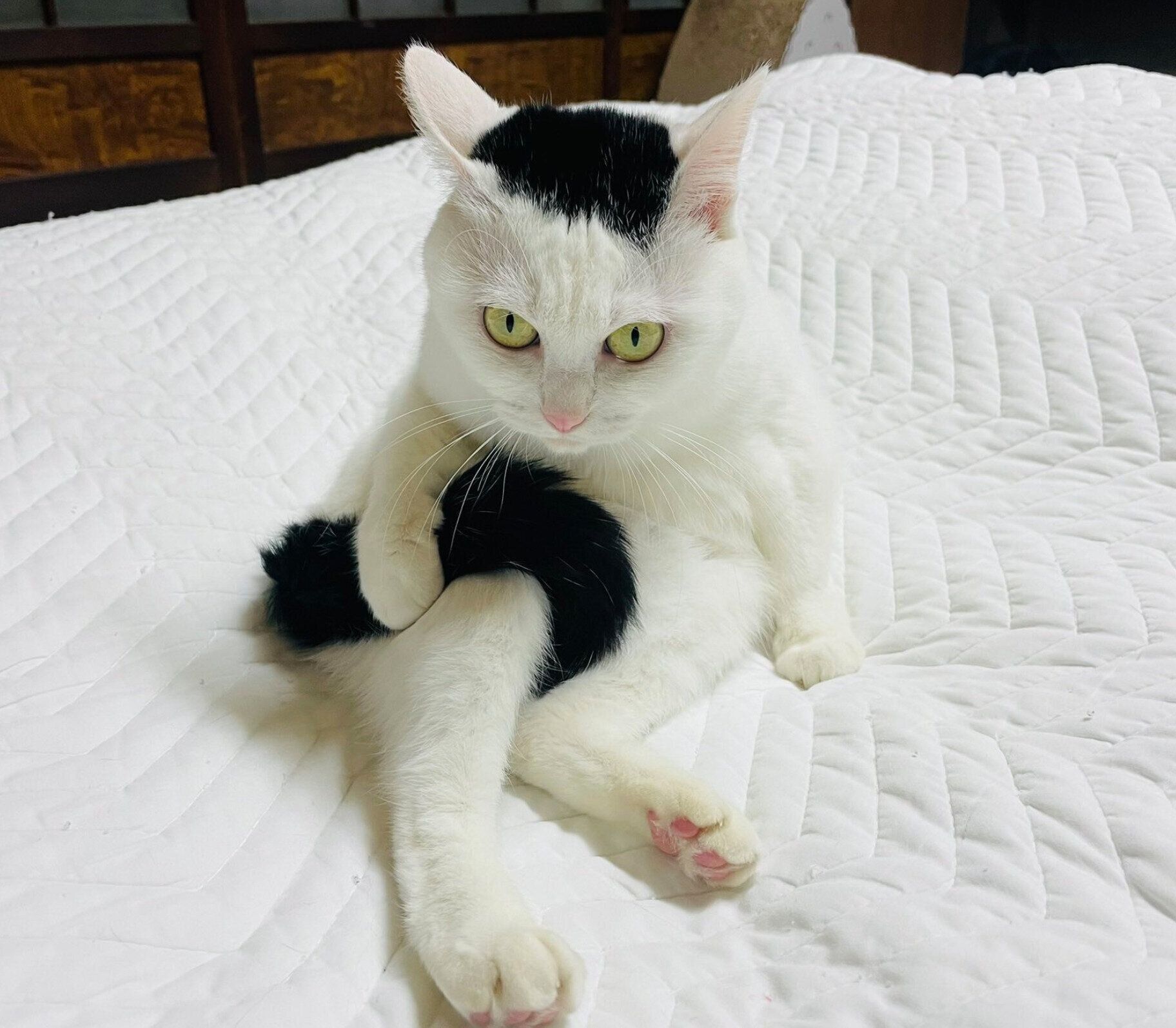 しっぽを持つぺーちゃん