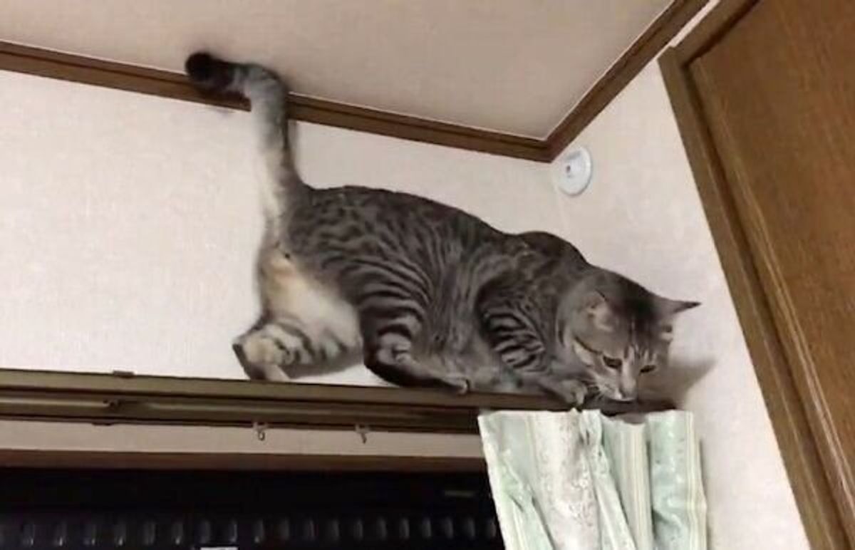 ぐぬぬぬ カーテンレールをめぐる猫たちの静かなる攻防がすごい ねこのきもちweb Magazine ぐぬぬぬ カーテンレールをめぐる猫たちの静かなる攻防がすごい ねこのきもちweb Magazine