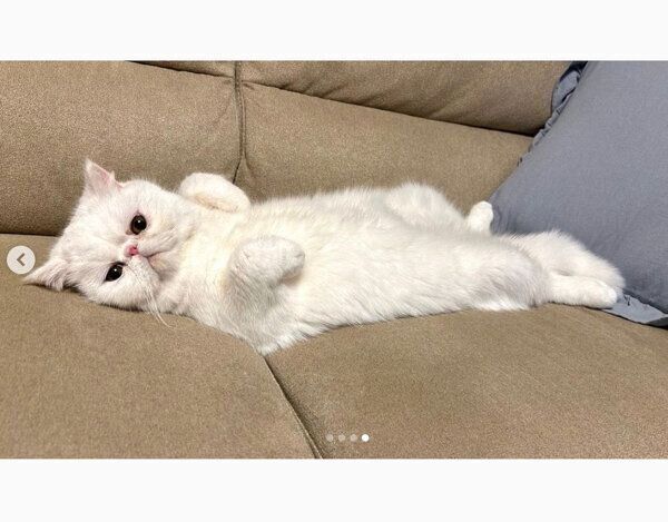 まったりするこてつくん