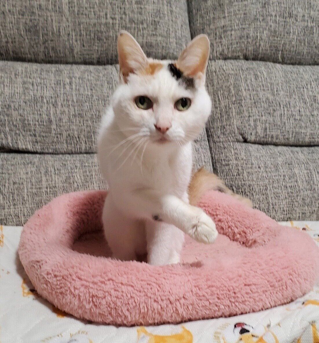 前足をあげるミミちゃん