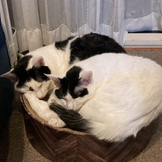 MIX（黒×白）の福ちゃん