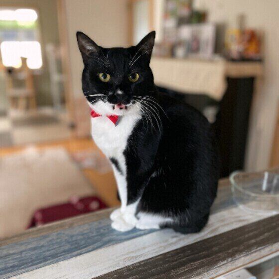 お母さんを待っているらむちゃん