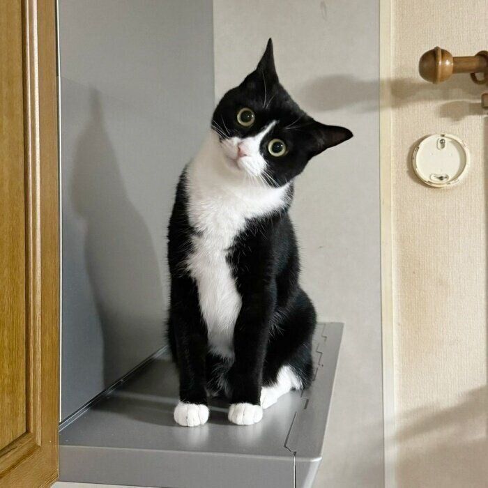 カメラを見つめて、首をかしげるタビちゃん