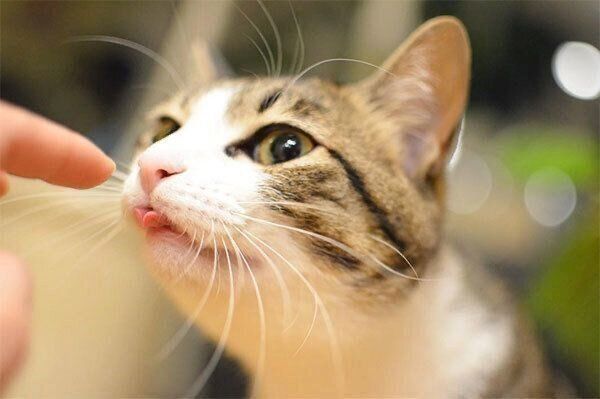 舌が出ちゃうしゃこちゃん