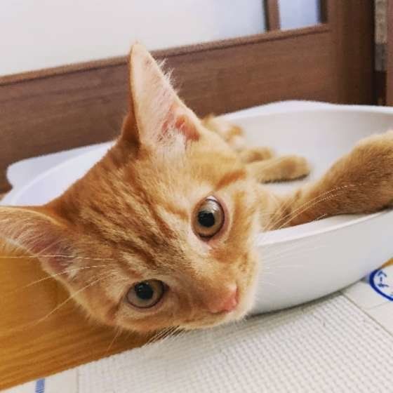 だらける茶トラ