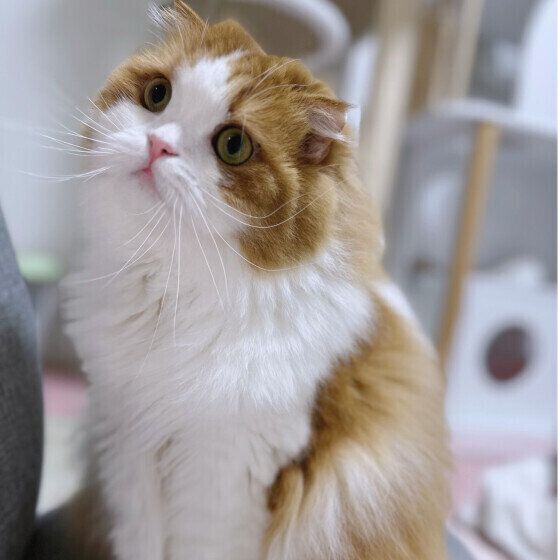 スコティッシュフォールドのさくらちゃん