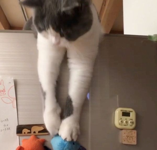 態度が豹変する猫