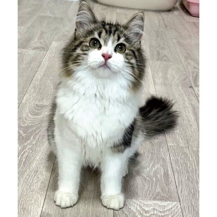 保護猫時代のびびちゃん