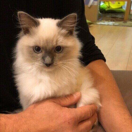 抱っこされるラグドール