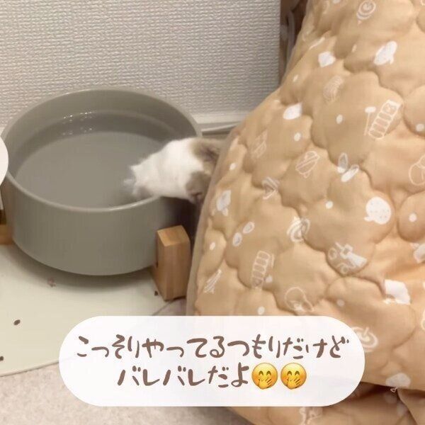 こたつからひょっこりと前足を伸ばすメルくん