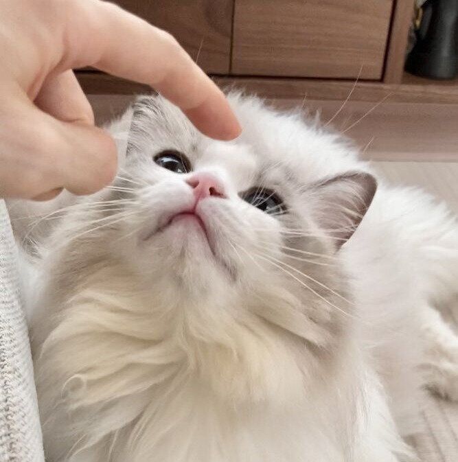 飼い主さんの指を見つめるちまきちゃん