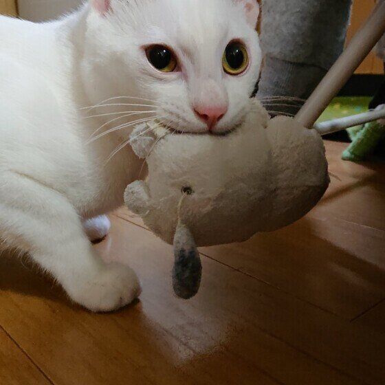 ぬいぐるみをくわえる猫