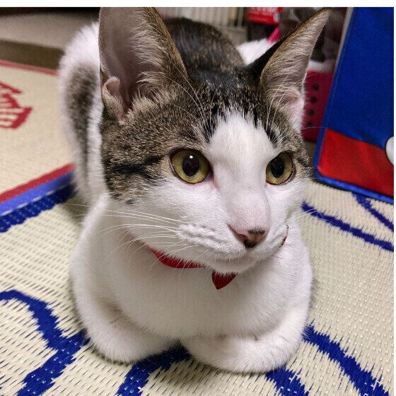 サバトラのみやびちゃん