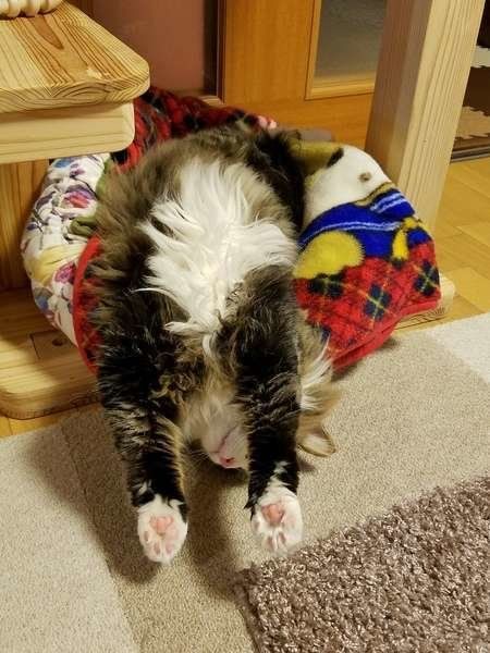 イナバウニャーしているノルウェージアンフォレストキャット