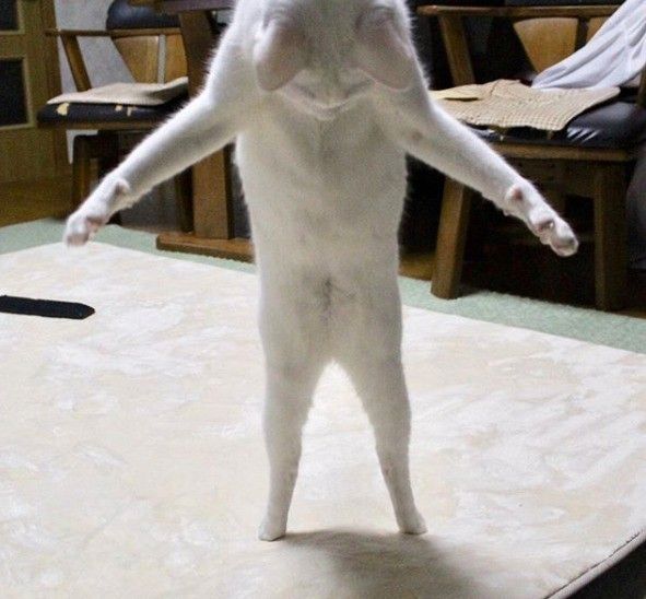 二本足でたつ白猫