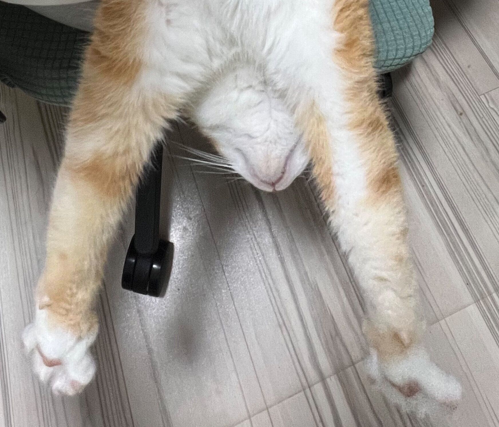 飼い主さんの膝の上でくつろぐクウちゃん