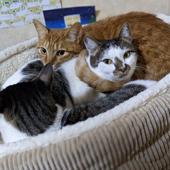 みんなでくっつく猫たち