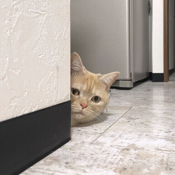 マンチカンのつむぎちゃん