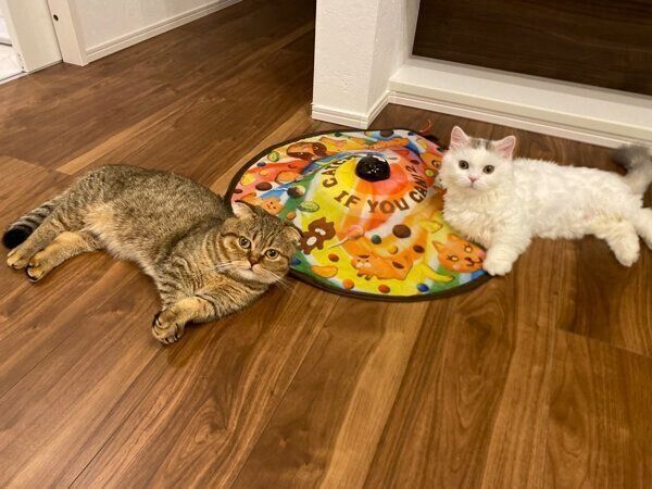 くつろぐたぬ吉くん、ゆきおくん