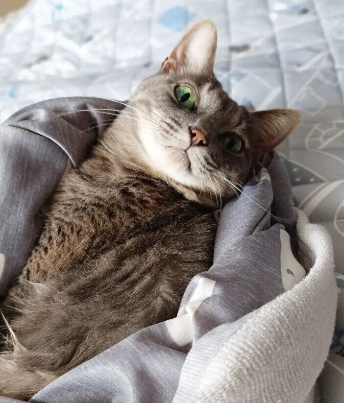 飼い主を見上げる猫