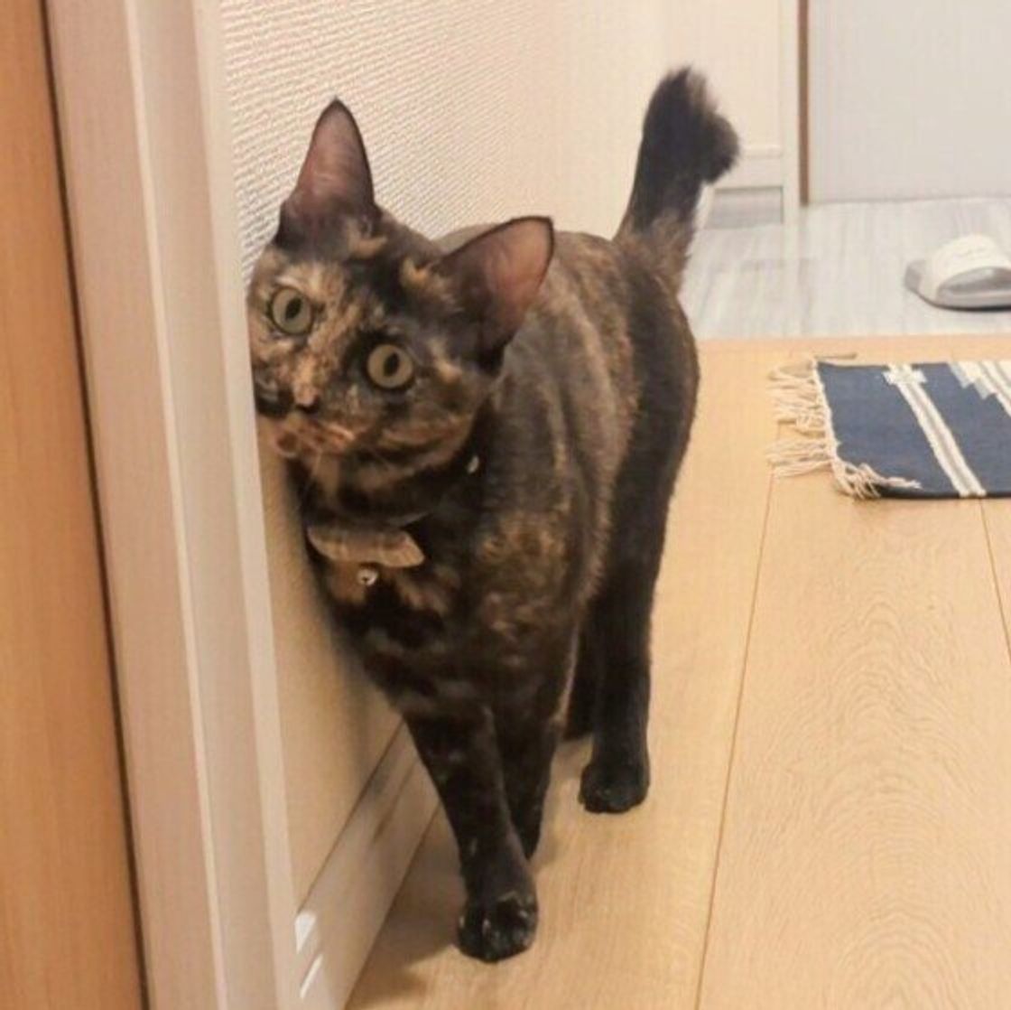 ゆらゆら 先だけパタパタ 猫がしっぽの動きで表している気持ち ねこのきもちweb Magazine ゆらゆら 先だけパタパタ 猫がしっぽの動きで表している気持ち ねこのきもちweb Magazine
