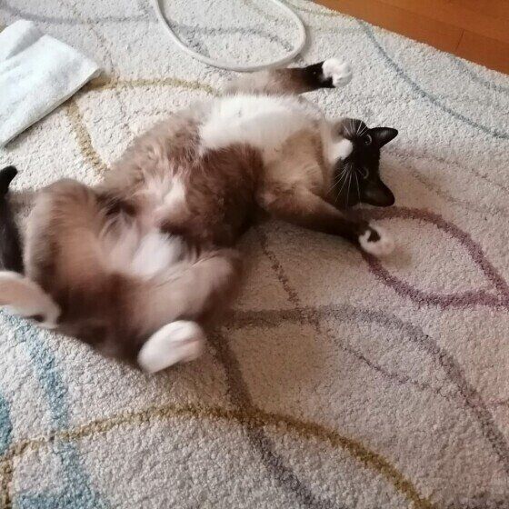 転がるシャムの男の子