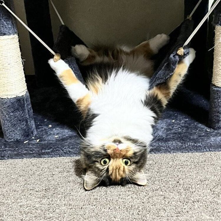 ハンモックに寝転がる美美ちゃん