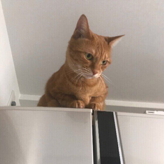 チャトラちゃん（MIX）