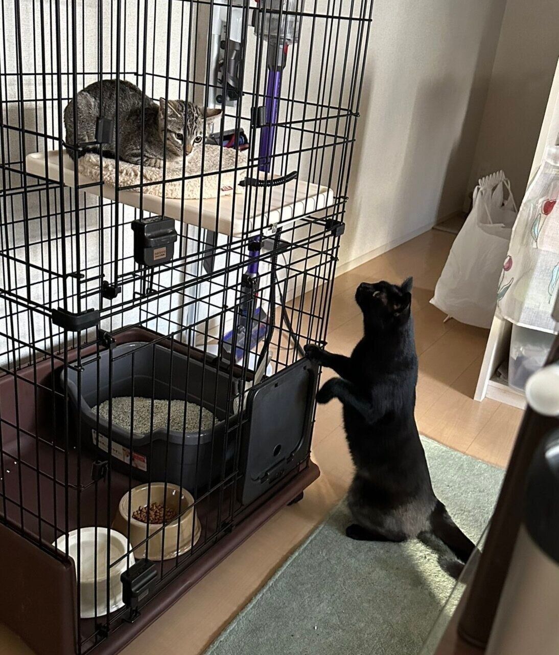 《写真左から》はるちゃん（撮影時、生後推定4カ月）、先住猫・キキちゃん（撮影時、2才7カ月）。