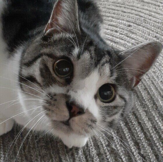 MIXキジトラのヤンちゃん  