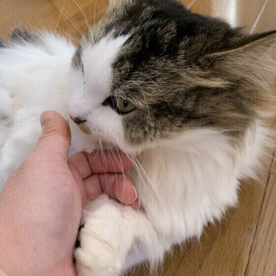 飼い主の手をくんくんするマンチカン・ロングヘア