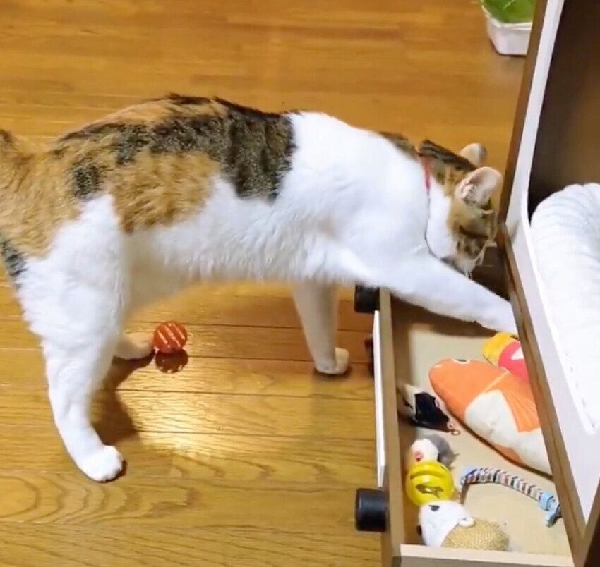 おもちゃを取り出すテンちゃん